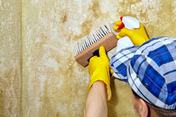 Best Mold Remediation for Rental Properties  in Schnecksville, PA